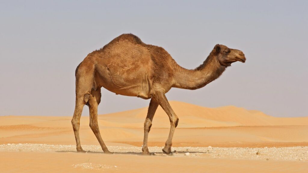 camel in desert