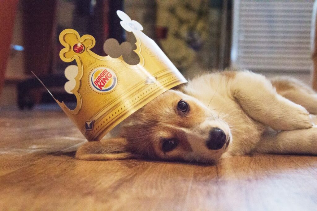 Dog wearing burger king crown