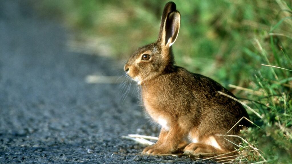 hare