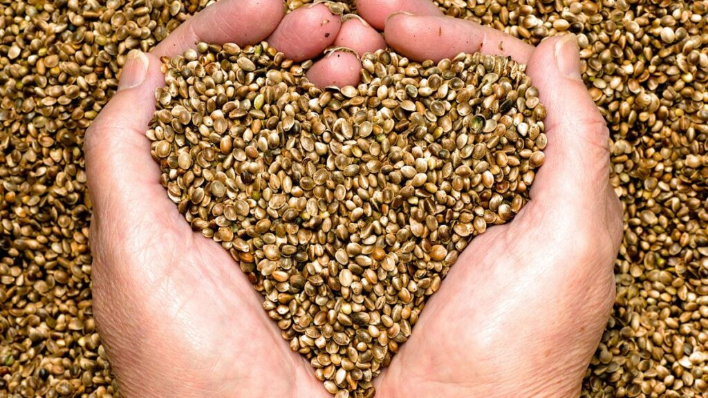 Hemp Seeds