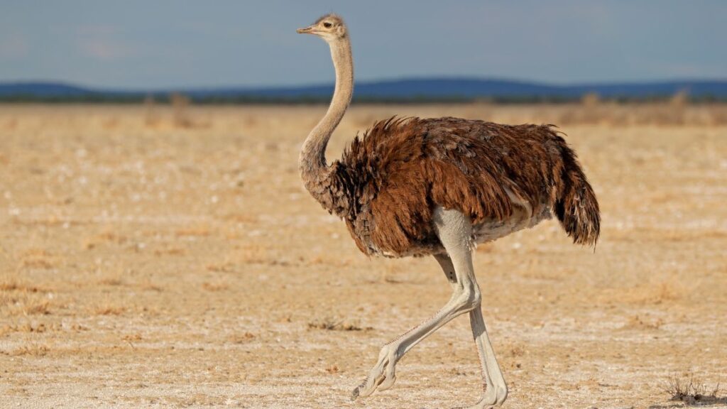 Ostrich