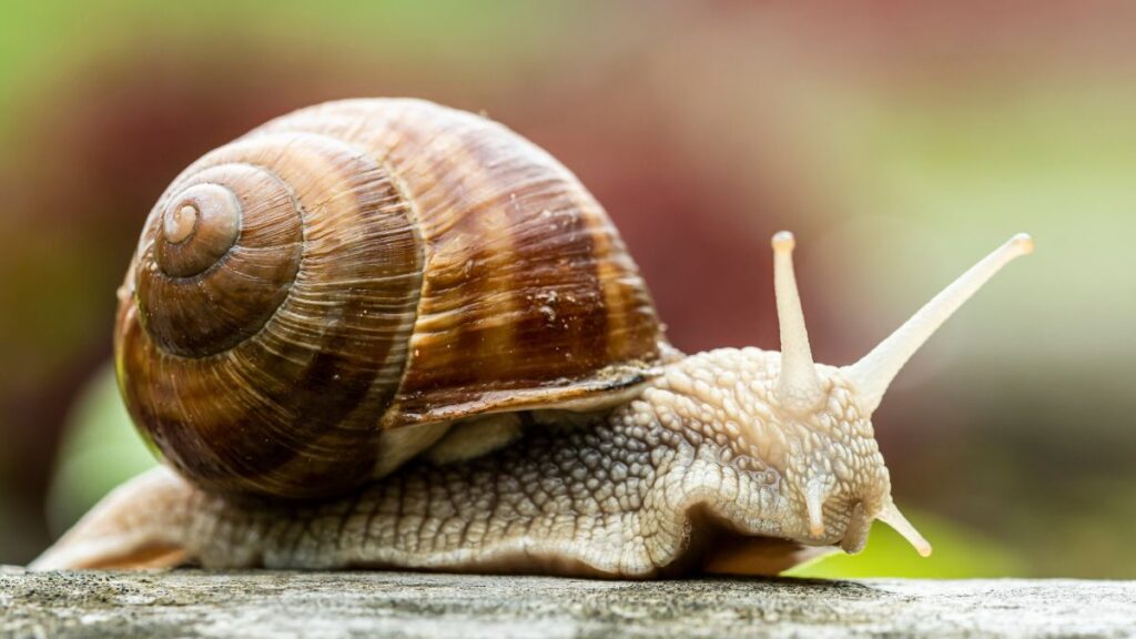 snail