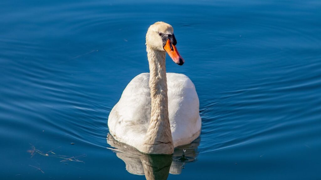 Swan