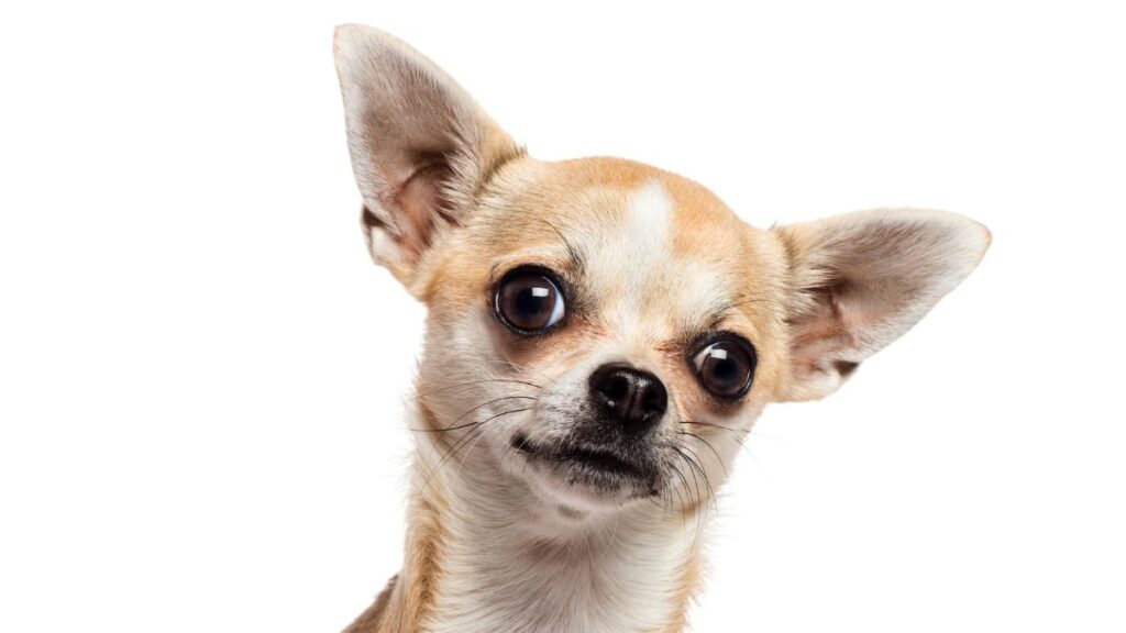 Taco Bell Chihuahua