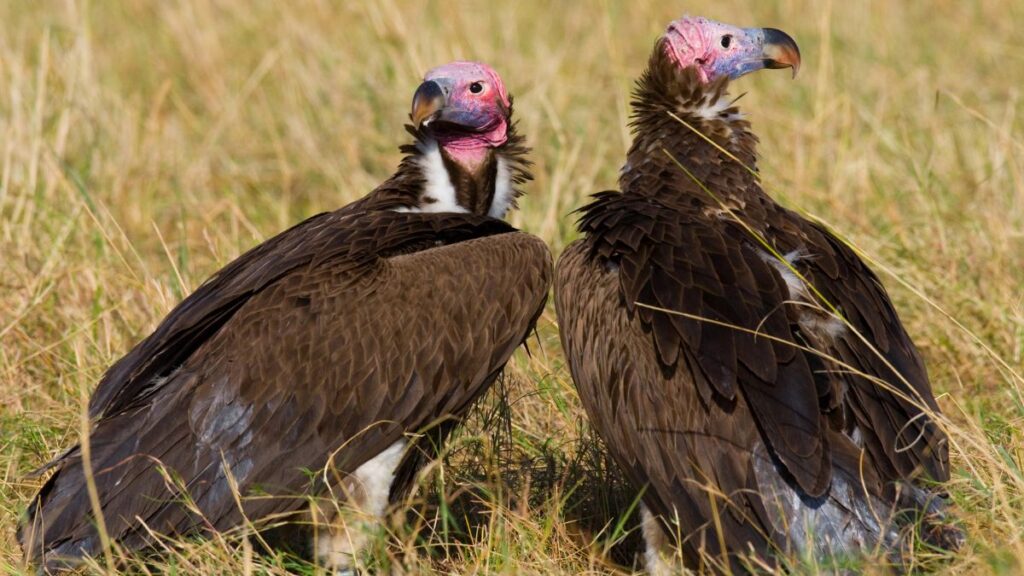 Vultures