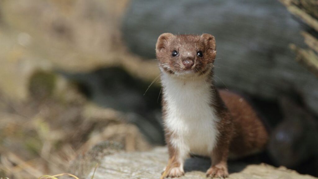 Weasel