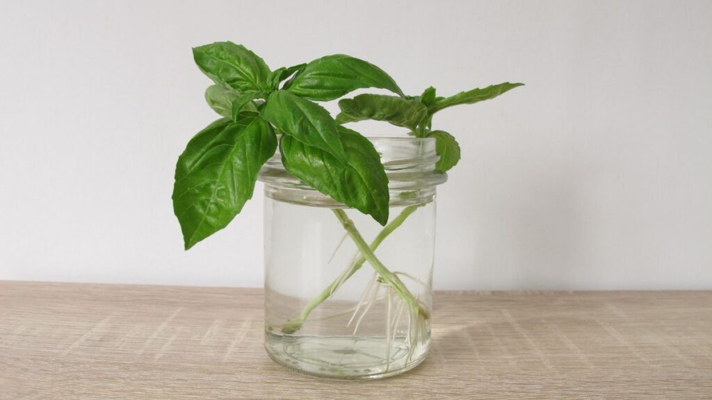 basil in water