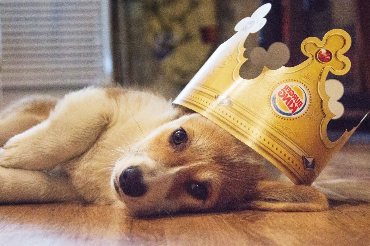 dog in a burger king crown