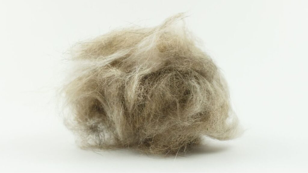 hairball