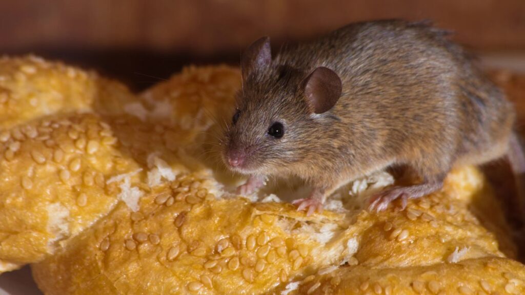 mouse on bread