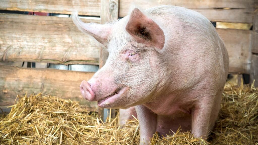 pig in hay