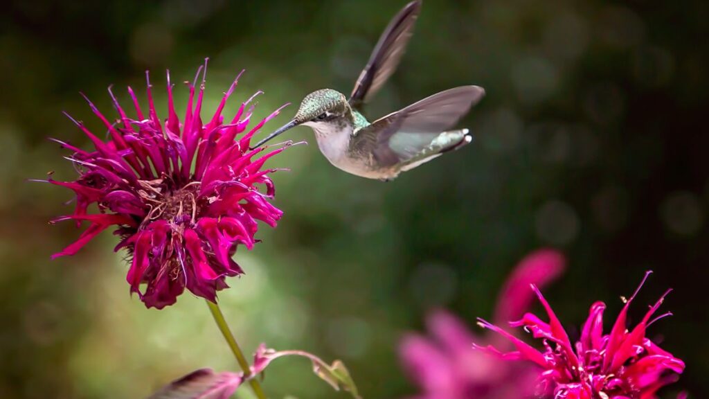 Bee Balm