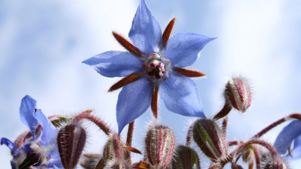 Borage