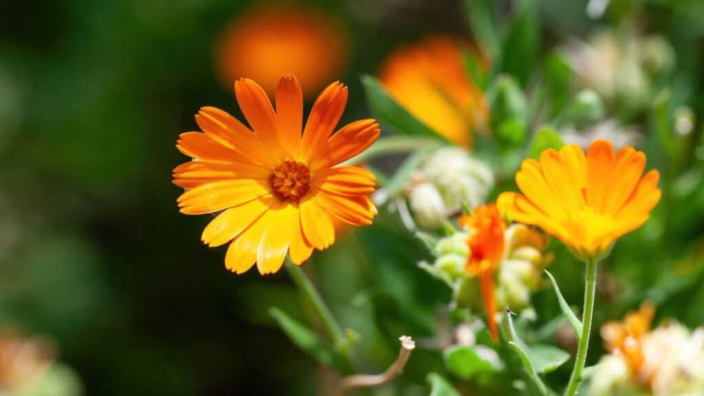 Calendula