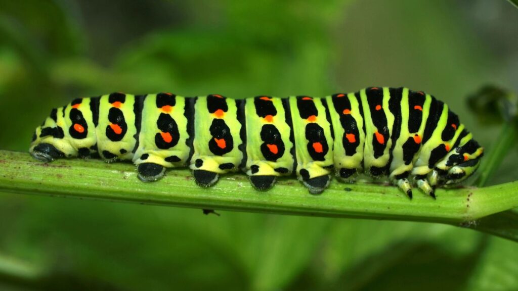 Caterpillars