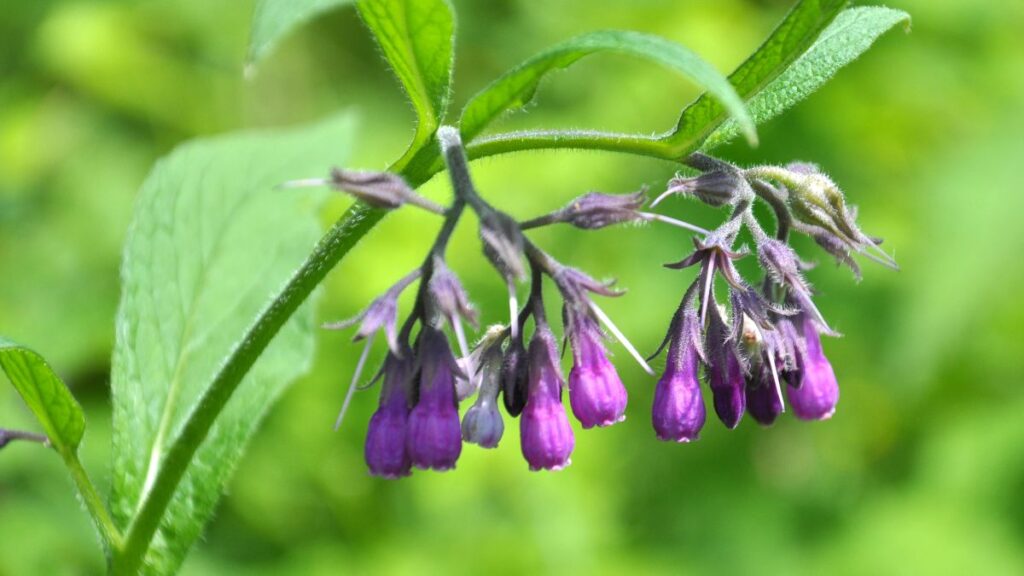 Comfrey