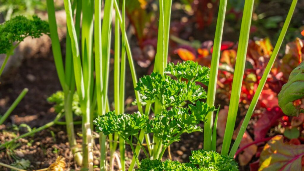 Companion Planting