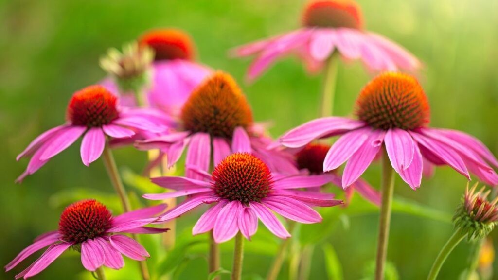 Echinacea