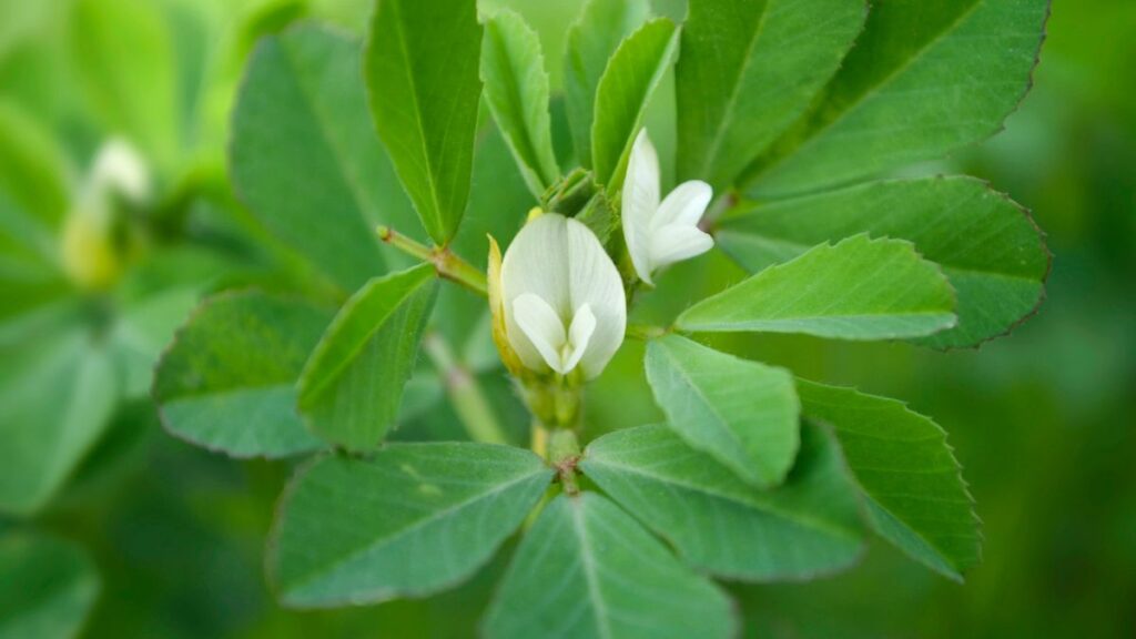 Fenugreek