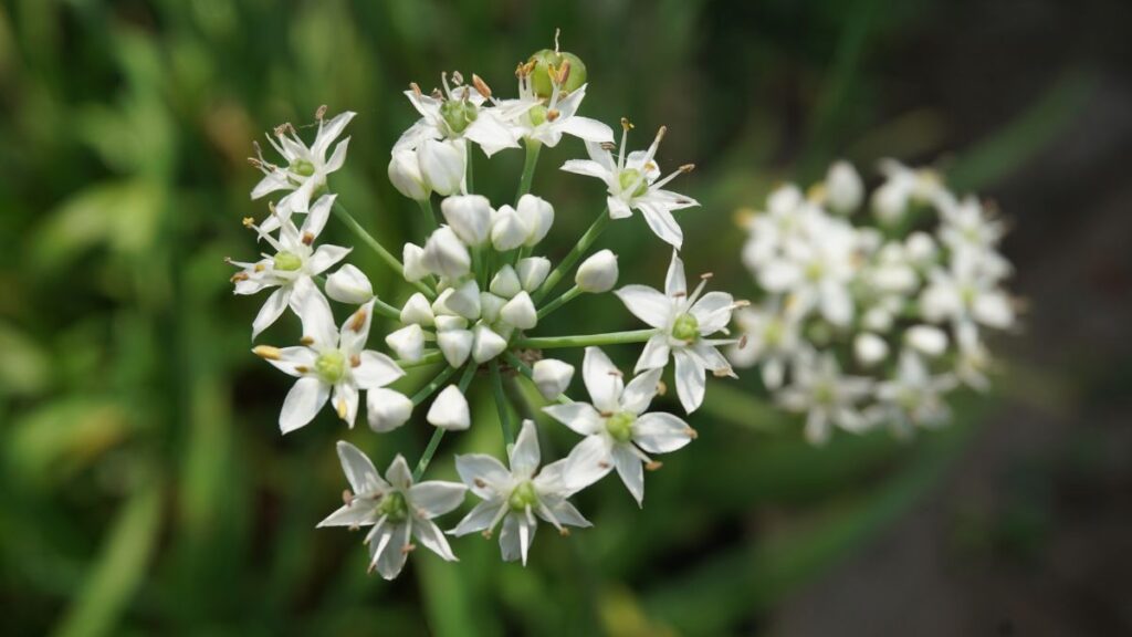 Garlic Chives