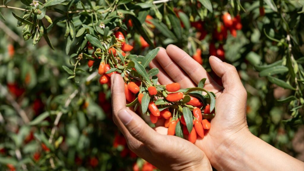 Goji Berries