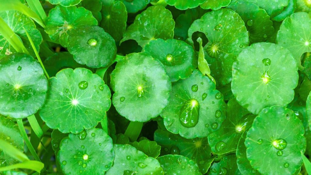 Gotu Kola