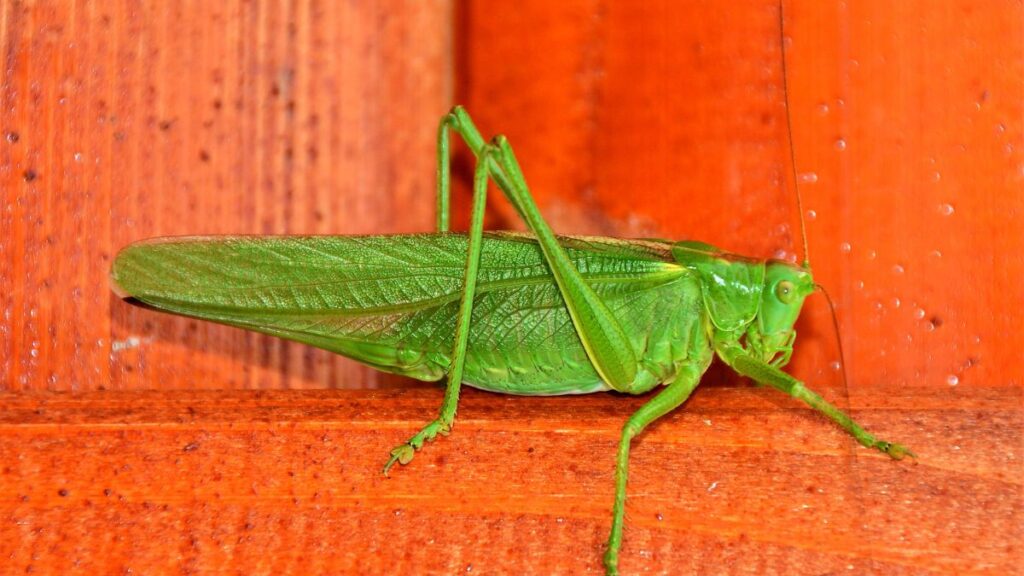 Grasshopper