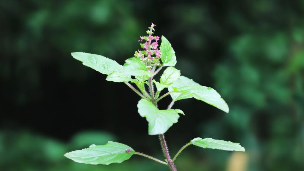 Holy Basil (Tulsi)