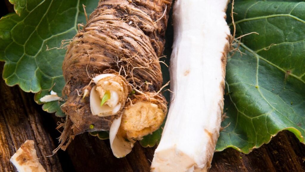 Horseradish