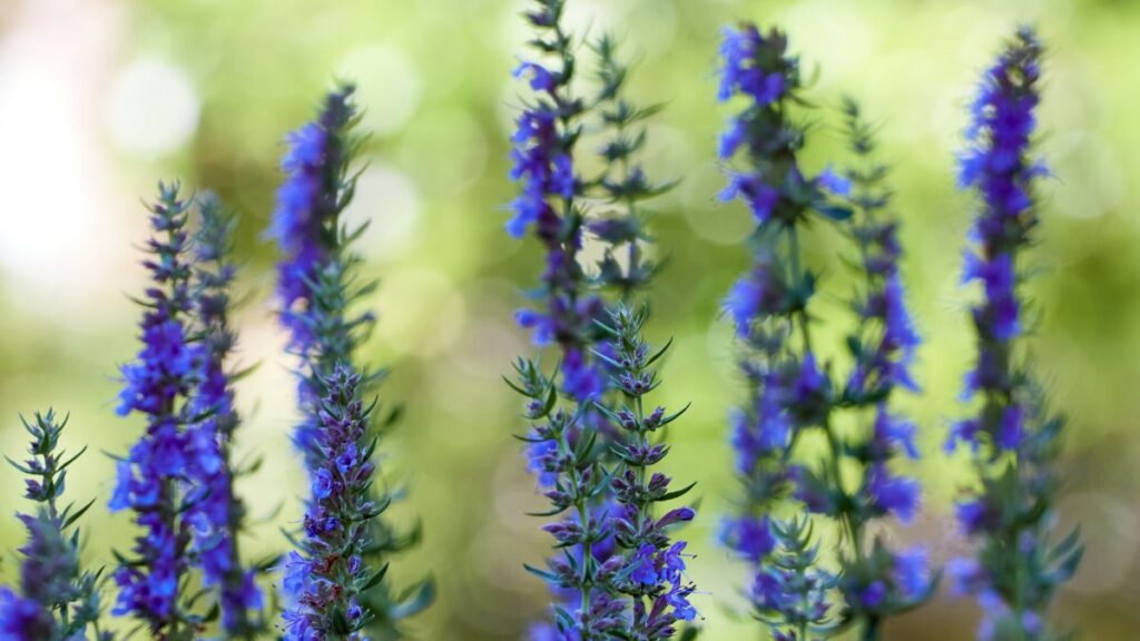 Hyssop