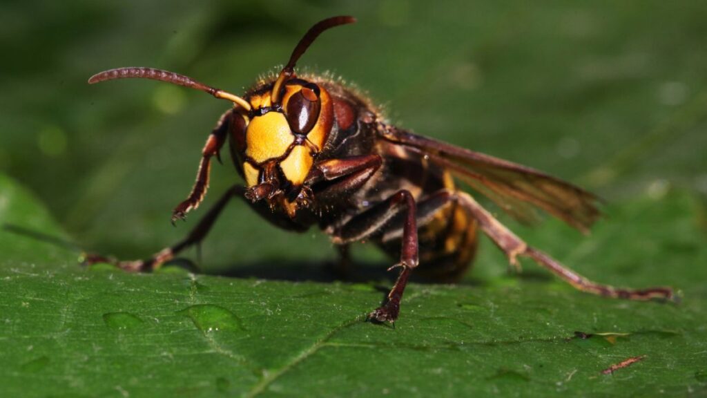 Japanese Hornets