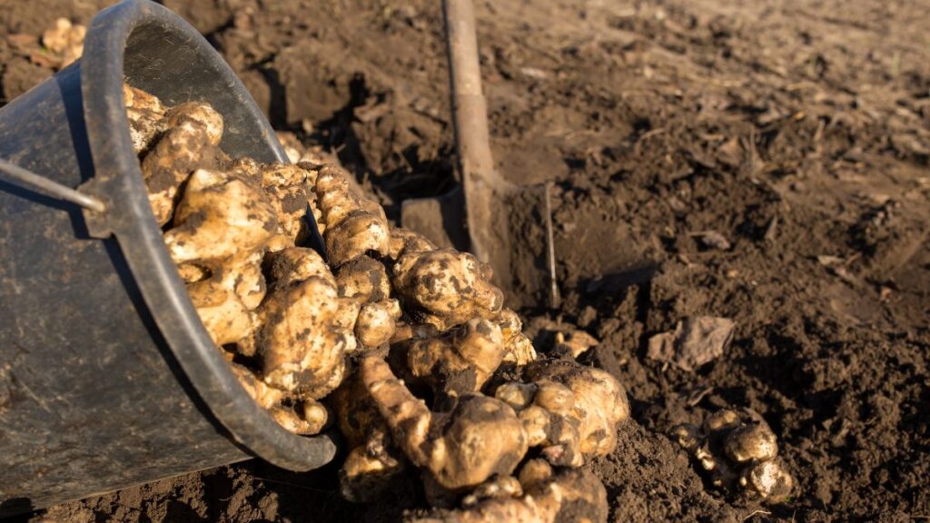 Jerusalem Artichokes