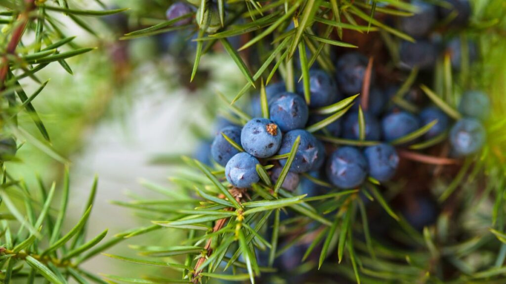 Juniper Berries