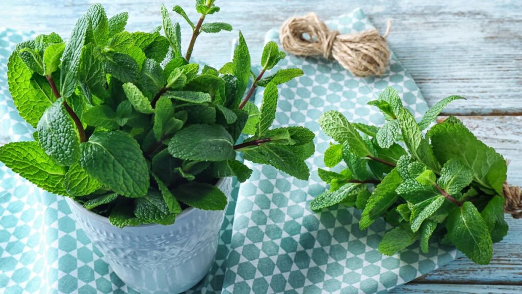 Lemon Balm