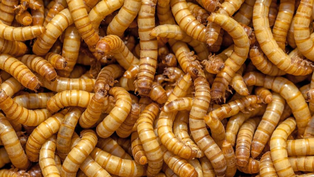 Mealworms