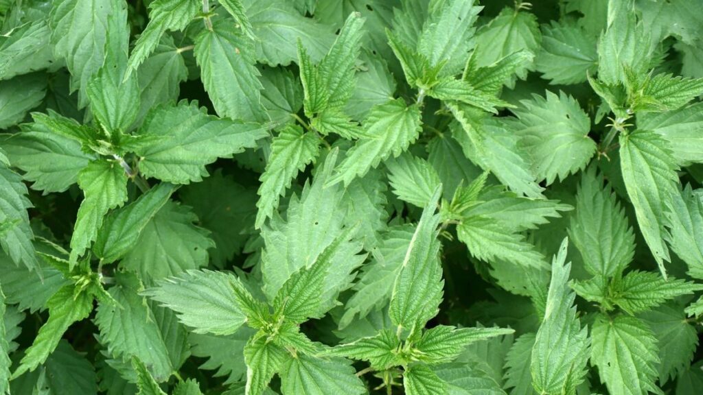 Nettles