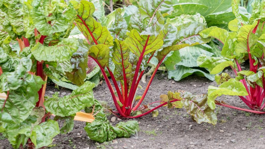 Rhubarb