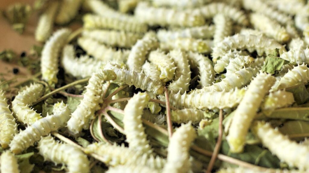 Silkworms