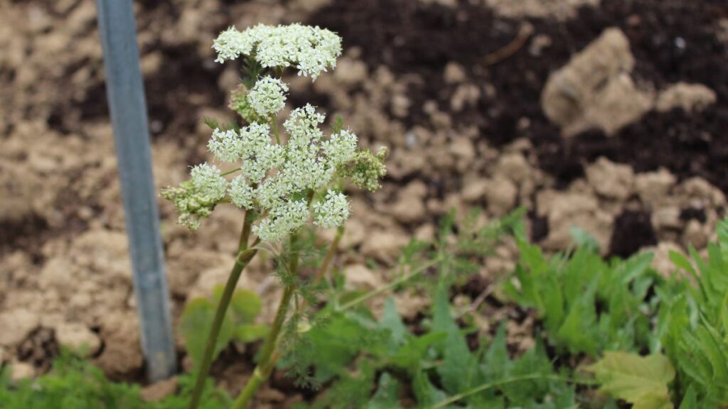 Sweet Cicely