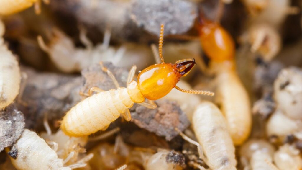 Termites