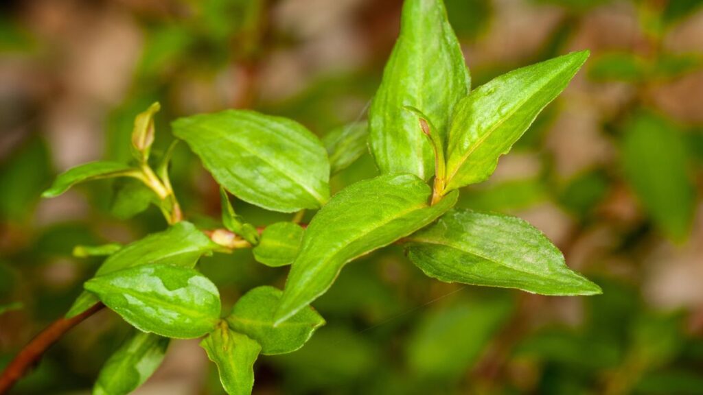 Vietnamese Coriander