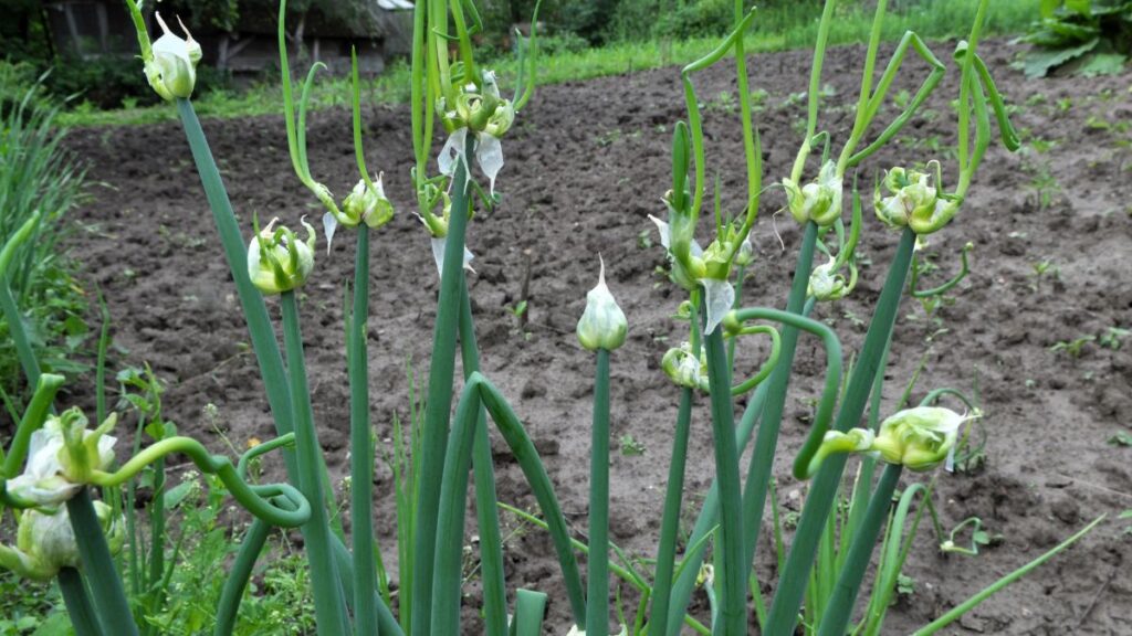 Walking Onions 