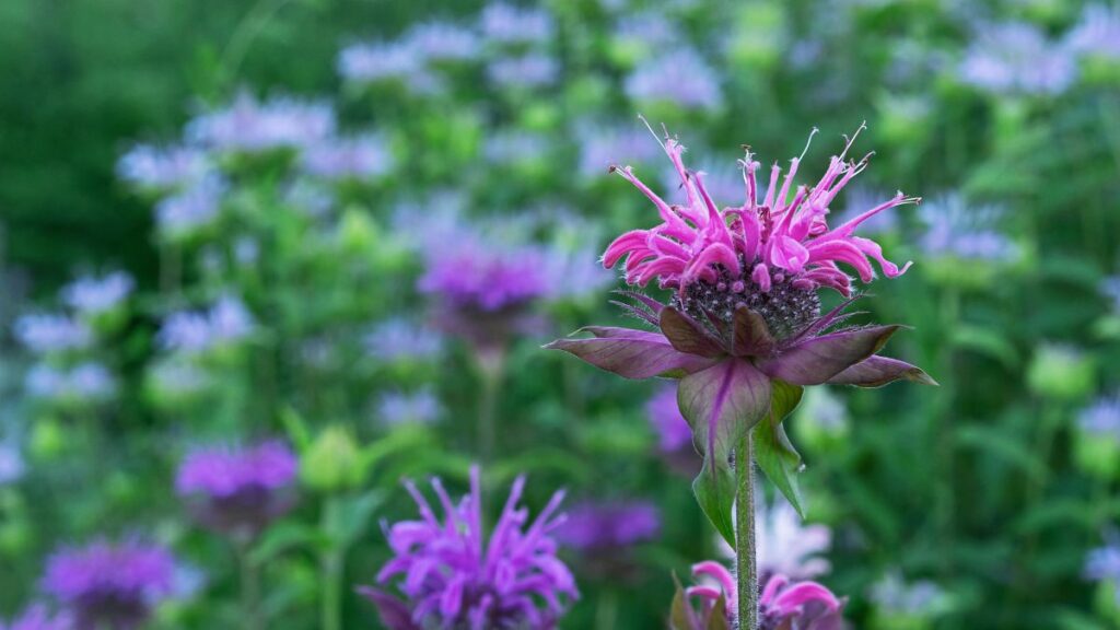 Wild Bergamot