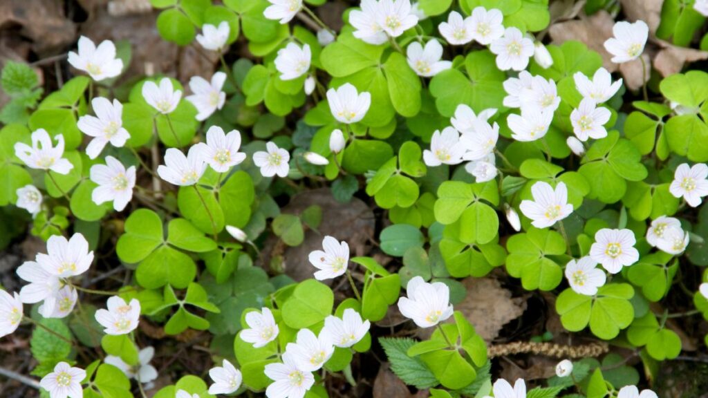 Wood Sorrel