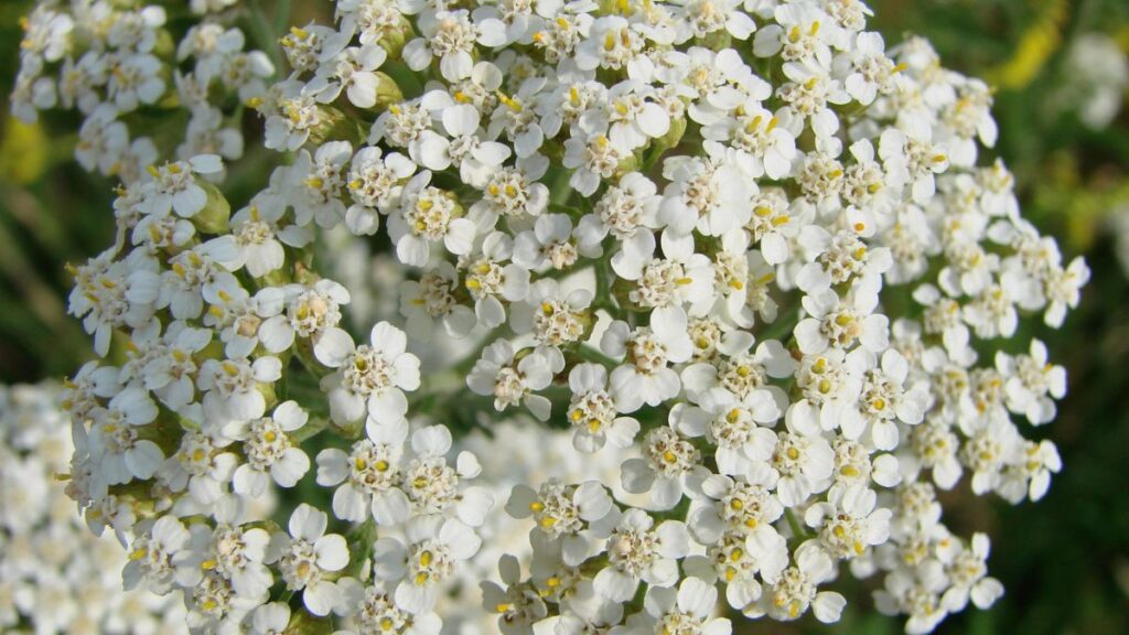 Yarrow