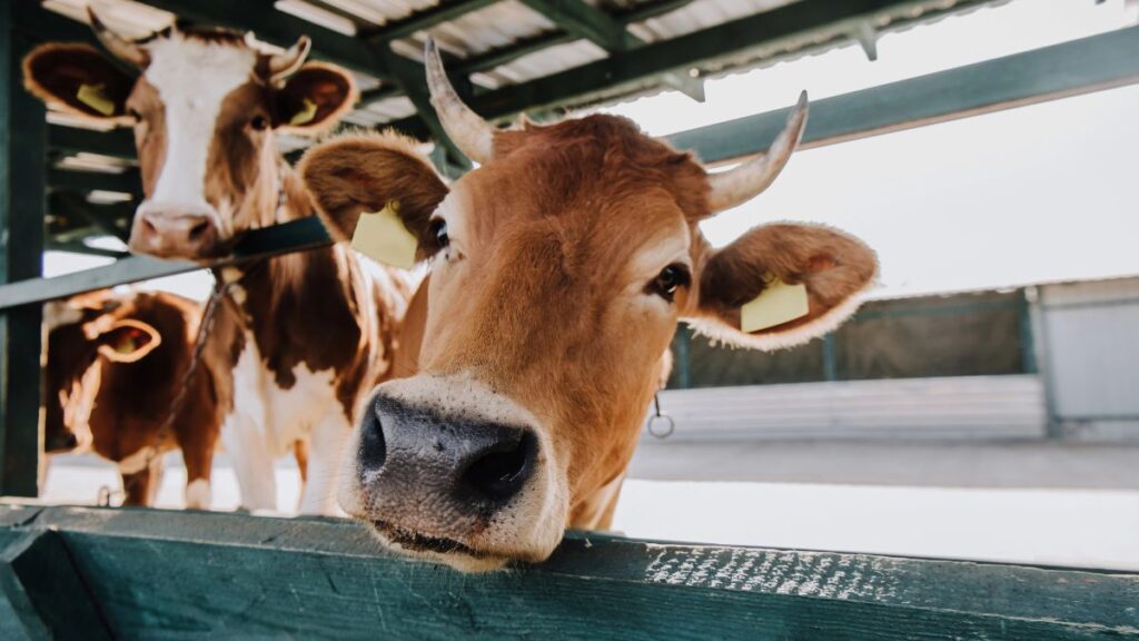 cows in a barn