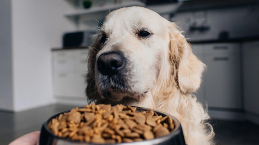 dog with food