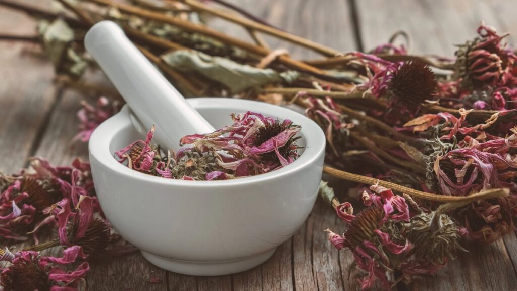 dried Echinacea