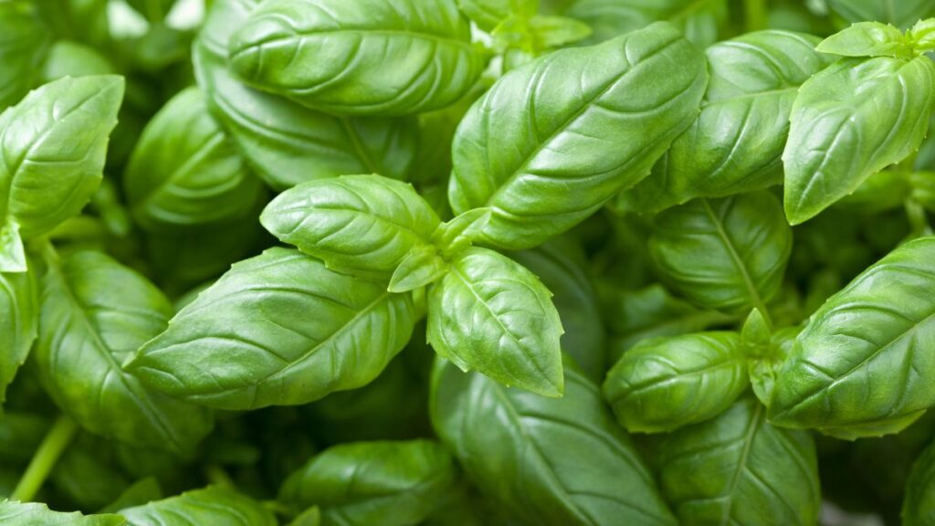 fresh basil