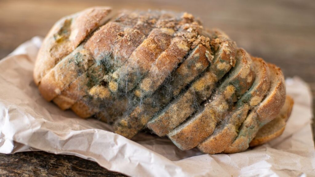 moldy bread